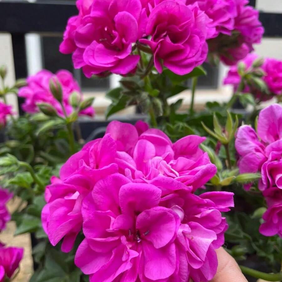 Simple Planting High Germination Rate 100 Mixed Geranium Seeds, Hanging Geranium Vines, Shrub Seeds, Flower Seeds, Easy To Plant, Courtyard Flower Planting, Perennial Flowering Garden Plants