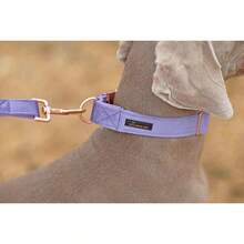 Local Delivery-ARING PET Velvet Dog Collar And Leash Set, Soft Purple Dog Collar And Leash, Adjustable Collars For Dogs - 紫色 - View 6
