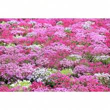 Easy Planting High Germination Rate Mixed Color Phlox Seeds For Planting Crawling Ground Cover Popstars Phlox Crawling Carpet Plants