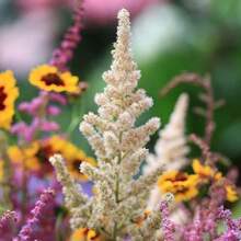 150 piezas de semillas de Astilbe Arendsii Bunter Heirloom: No transgénicas, alta tasa de germinación, perfectas para jardines de sombra - 150 piezas - Ver 3