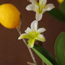25.98Inch Artificial Lemon Branch Yellow Fruit Lemon Branch Long Stem Green Plant Leaves Suitable For Farmhouse Family Kitchen Vase Wedding Party Home Decoration
