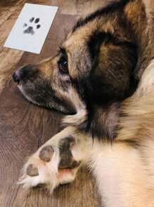 Pet Cat And Dog Paw Print Pad No-Wash Ink