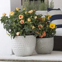 Easy Planting High Germination Rate Hibiscus Seeds For Mixed Blooming Hibiscus Shrubs Used For Outdoor Pot Planting - 100Pcs - View 4