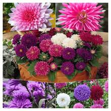 1000/2000 Seeds Annual Callistephus Aster Sea Star Flower Seed Mix For Planting - 3000 - View 7