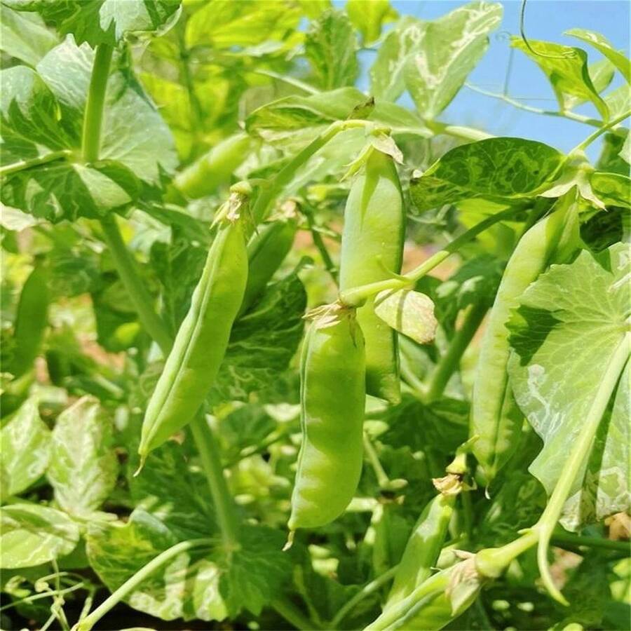 Pea Seeds Healthy And Delicious From Nature - 100Pcs - View 1