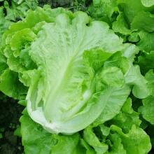 Super Premium Pack Italian Green Lettuce Vegetable Seeds ( 5000 Seeds ) - Basic Farm House - 1 - View 1