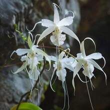 High Germination Rate "200 Pieces Humanoid Ghost Orchid Seeds By YEGAOL Garden - Italian Orchid, Unique & Fascinating, Distinctive Flower Shape For Outdoor Gardens