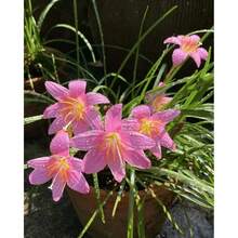 100pcs Orchid Ball Seedlings, Drought-Tolerant Plants, Indoor Balcony Garden Potted Ground Plants Double Petal Flowers, Outdoor Evergreen Plants, Evergreen Covering Plants, Creeping Lawn, Indoor And Outdoor Plants, Flowers, Medicinal Plants