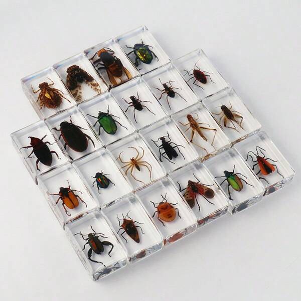 1pc Thin Transparent Real Insect Book Stand Desk Decor, Including Scorpion, Beetle, Cicada, Centipede, Crab, Locust, Spider, Cricket, Ladybug, Stinkbug, Firefly, Resin Craft Educational Tool, High Clarity Crystal Crafts
