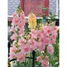 Mix Flower Seeds For Planting - Non-GMO Heirloom Packet With Instructions To Grow - Fragrant Annual Flower Spikes In A Mix Of Colors Seeds