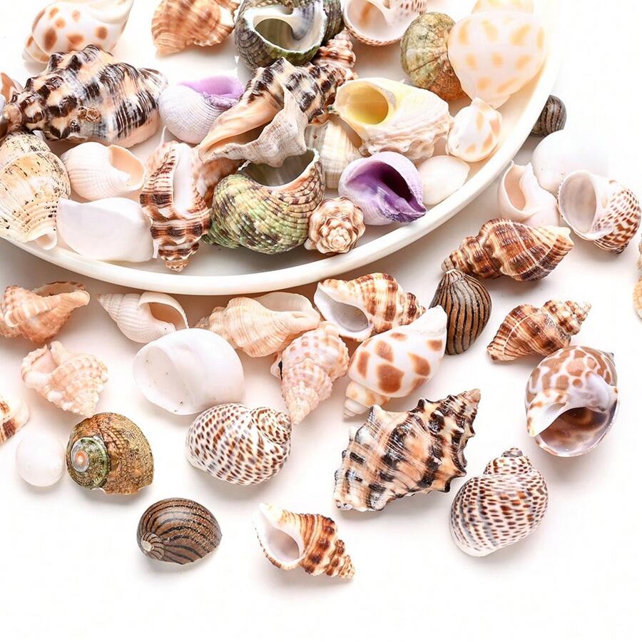 1 Packung (50g) Natürliche Muscheln, Kammmuscheln, Seesterne sortierte Dekorationsornamente - Geeignet für Innenraumdekoration, Aquarium, Fischbehälter Dekoration, Basteln Muschelalbum, Muschelweihrauch Handwerkskunst