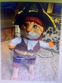 Disfraz de Mascota Perro Gato de Halloween, Disfraz de Capitán Pirata para Raza Pequeña de Perros como Teddy, Caniche