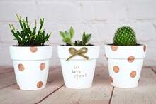 40 Pcs White Terracotta Pot - 2.5 Inch Mini Clay Pots With Drainage Holes Flower Nursery Terra Cotta Pots For Succulent Plants, Crafts, Wedding Baby Shower Favor - Multicolor - View 8