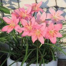 100pcs Orchid Ball Seedlings, Drought-Tolerant Plants, Indoor Balcony Garden Potted Ground Plants Double Petal Flowers, Outdoor Evergreen Plants, Evergreen Covering Plants, Creeping Lawn, Indoor And Outdoor Plants, Flowers, Medicinal Plants