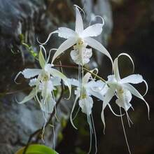 High Germination Rate "200 Pieces Humanoid Ghost Orchid Seeds By YEGAOL Garden - Italian Orchid, Unique & Fascinating, Distinctive Flower Shape For Outdoor Gardens