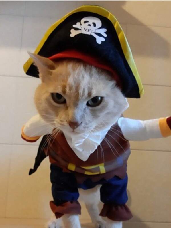 Halloween Pet Dog Cat Costume, Pirate Captain Outfit For Small Breed Dogs Like Teddy, Poodle
