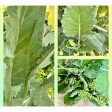 Regalo Insieme 500 Pezzi Di Semi Di Broccoletti, 150 Semi