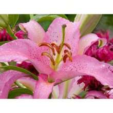 100 seltene rosa Lilienkerne zum Pflanzen von Blumen, dekoriert mit Lilienparfüm