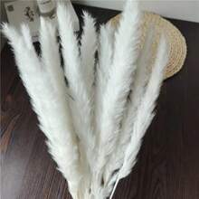 1 Box Of 15/30/45/60 Pcs, White Pampas Grass, White Mini Reed, Approx. 17.7 Inch/42-45 Cm Natural Dried Pampas Grass Branches Decor, Suitable For Home, Kitchen, Garden, Party, Home Decoration And Gifting (White),Fall Decor,Autumn - White - View 2