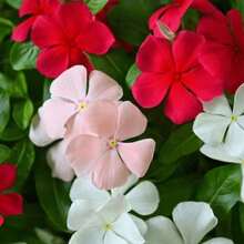 Garden Plant Seeds Flower Seeds Periwinkle Vinca Rosea Dwarf 210/900 Mixed Seeds - Catharanthus Roseus Women's Clothing - 900 - 查看 5