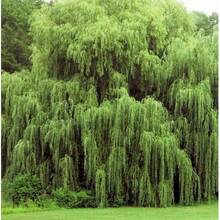 High Germination Rate 20+ Thin Hybrid  Seeds. Pencil Size Or Smaller. Grow 20+ Tree - 10 chiếc - Xem 2