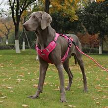 Reinforced Chest With Dog Leash Safety Harness For Small Medium And Large Dogs - Fuchsia - View 10