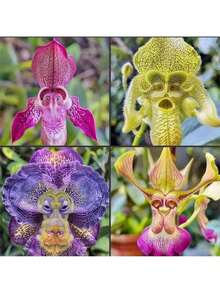 200 Pieces Of Mixed Monkey Orchid Seeds For Planting - Exotic Monkey Orchid Flower Seeds - Perennial Flower Seeds - Easy To Grow Outdoor Garden Orchid Plants
