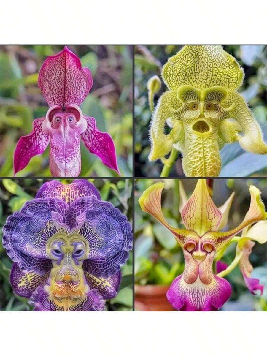 200 Pieces Of Mixed Monkey Orchid Seeds For Planting - Exotic Monkey Orchid Flower Seeds - Perennial Flower Seeds - Easy To Grow Outdoor Garden Orchid Plants