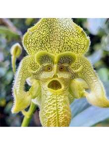 200 Pieces Of Mixed Monkey Orchid Seeds For Planting - Exotic Monkey Orchid Flower Seeds - Perennial Flower Seeds - Easy To Grow Outdoor Garden Orchid Plants