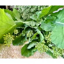 Regalo Insieme 500 Pezzi Di Semi Di Broccoletti, 150 Semi