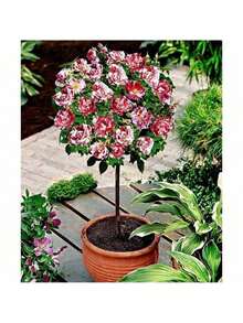 Bring Good Luck And Seeds Of Hope30 Rose Tree Flower Seeds, Potted Seedling Seeds, Indoor And Outdoor Planting, Home Garden Use