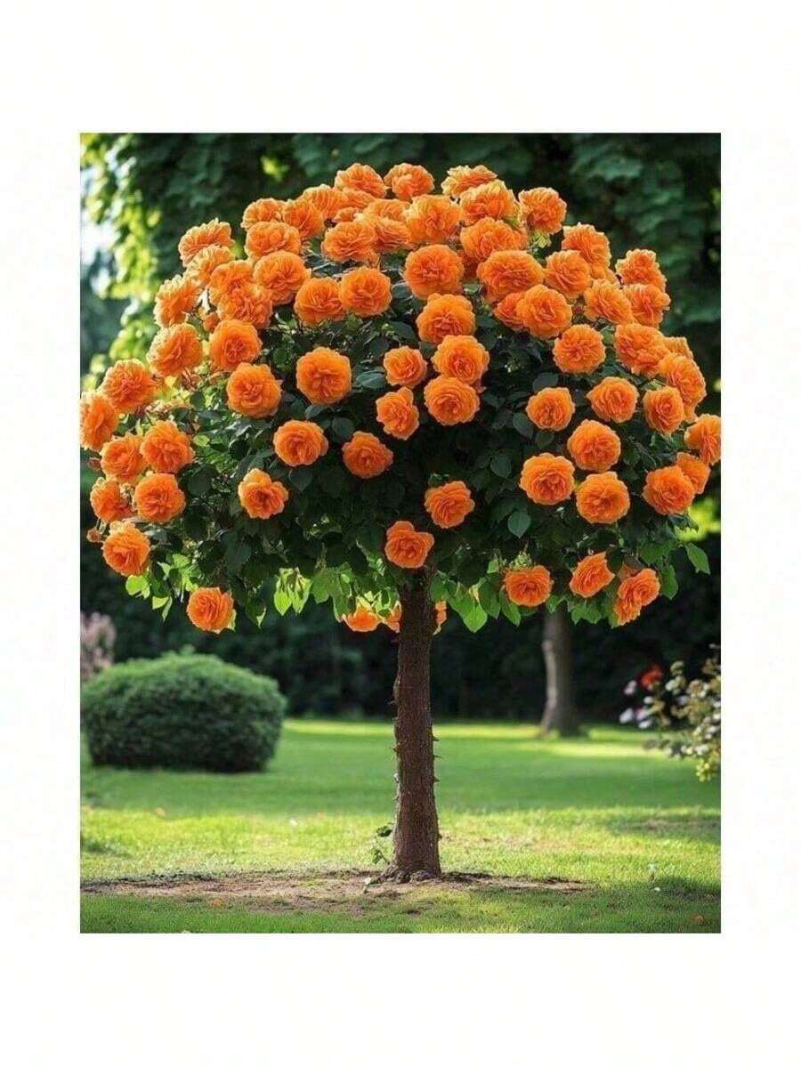 Bring Good Luck And Seeds Of Hope30 Rose Tree Flower Seeds, Potted Seedling Seeds, Indoor And Outdoor Planting, Home Garden Use