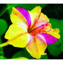 4 O'clock Flower Seeds A Fragrance Blend Suitable For Perennial Flowers Outdoor Planting Gardening Nature