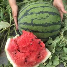 50 Stück Wassermelonenkerne Pflanze Dunkelrote Melonenkerne Outdoor Gartenbau Vielfalt