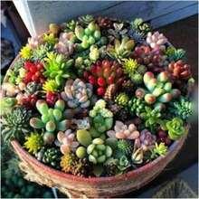 1000 Mixed Succulent Plant Seeds Beautiful Echeveria Plant Seeds Outdoor Flowers Plants Gardening Nature - 1000 - View 4