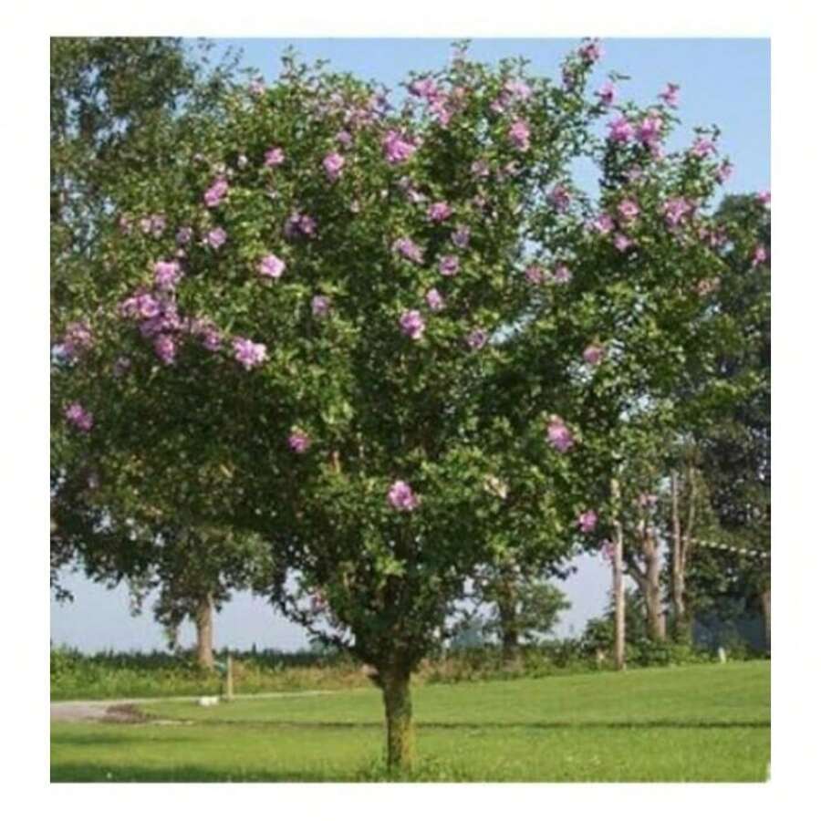 Lilac Althea Live Plant Seeds - Ideal For Home Gardens, Easy Germination And Growth - 變體1 - 查看 1