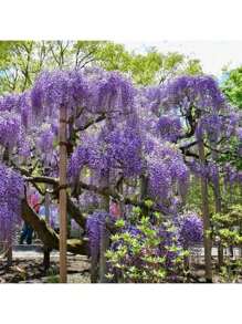 Flower Seed Mix Flower Seed Mix 10 Grape Flower Seeds - Unique Flower Tree For Elderly People, Suitable For Outdoor Decoration, Beautiful Landscaping Decoration, Perfect Gift Choice Succulent Plants Livewomen's Clothing