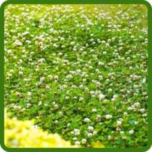 1000pcs White Dutch Clover Seeds Harvest Pollinators Bees Butterflies - SEED - View 2