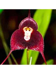 200 Pieces Of Mixed Monkey Orchid Seeds For Planting - Exotic Monkey Orchid Flower Seeds - Perennial Flower Seeds - Easy To Grow Outdoor Garden Orchid Plants