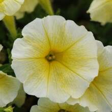 285 Pieces Of Flower Seeds Petunia Seeds Easy Wave Yellow Pellet Seeds