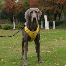 Pechera Reforzada Con Correa Para Perro Arnés De Seguridad Para Perro Chico Mediano Y Grande - Amarillo - Ver 12