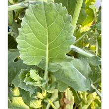 Regalo Insieme 500 Pezzi Di Semi Di Broccoletti, 150 Semi