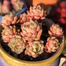 Free Extra 500 Seeds/Assorted Succulents (9-50 Pcs) All Unique Types - Live Plants Plants Live   Vegetable Seeds Seeds Hosta Plants Live Plants Plants Gardening Flower Seeds Plant Flowers For Outside Semillas De Flores Para Sembrar Gardening  All  Live Plants Not Seeds Live Plants  Plants For Outside Mosquito Repellent Outdoor Garden Perennial Plants Seeds For Planting Live Plants  Not Seeds Perennial Flower Seeds Plant Seeds - 16-pack - View 10
