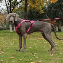Reinforced Chest With Dog Leash Safety Harness For Small Medium And Large Dogs - Fuchsia - View 11