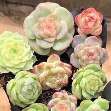 Free Extra 500 Seeds/Assorted Succulents (9-50 Pcs) All Unique Types - Live Plants Plants Live   Vegetable Seeds Seeds Hosta Plants Live Plants Plants Gardening Flower Seeds Plant Flowers For Outside Semillas De Flores Para Sembrar Gardening  All  Live Plants Not Seeds Live Plants  Plants For Outside Mosquito Repellent Outdoor Garden Perennial Plants Seeds For Planting Live Plants  Not Seeds Perennial Flower Seeds Plant Seeds - 16-pack - View 9