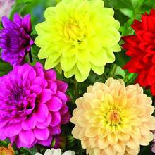 167 piezas de semillas de dalia para platos de cena, flores cortadas ornamentales que atraen polinizadores, semillas de flores para jardín, patio, cama al aire libre, fáciles de plantar - 167 - Ver 6