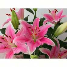 100 seltene rosa Lilienkerne zum Pflanzen von Blumen, dekoriert mit Lilienparfüm