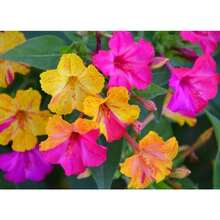 4 O'clock Flower Seeds A Fragrance Blend Suitable For Perennial Flowers Outdoor Planting Gardening Nature
