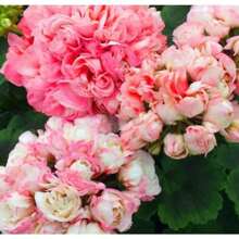 Gift 500Pcs Appleblossom Geranium Seeds ~ Plants ~ Garden ~ Grow Your Own ~