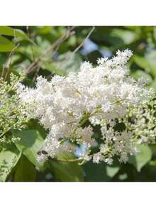 240 White Japanese Lavender Seeds - Extremely Fragrant And Suitable For Home Gardens And Women's Clothing